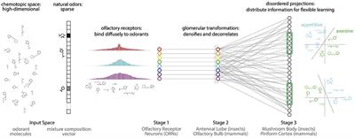 Disorder and the Neural Representation of Complex Odors